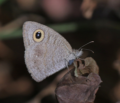 Ypthima baldus madrasa