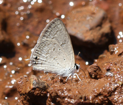 Euchrysops cnejus cnejus