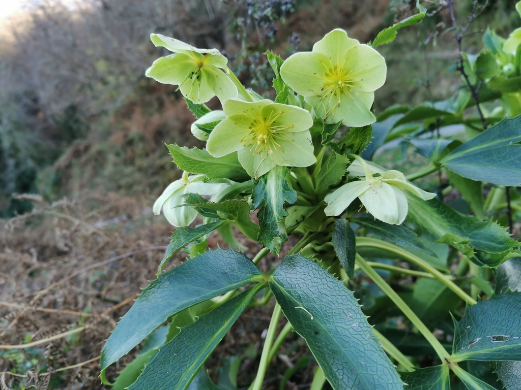 Chenopus