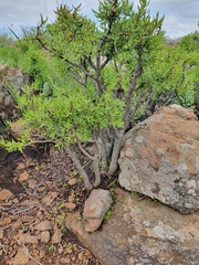 Crassula sarcocaulis