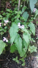 Begonia tenuifolia