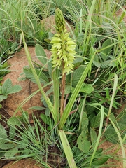 Orthochilus foliosus