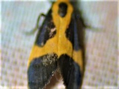 Cisthene kentuckiensis