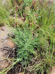 Jamesbrittenia atropurpurea