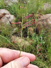 Jamesbrittenia atropurpurea