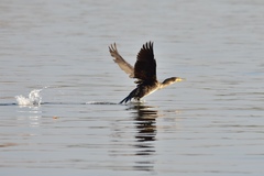 Phalacrocorax carbo