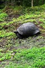 Chelonoidis niger donfaustoi