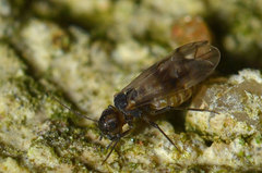 Peripsocus milleri