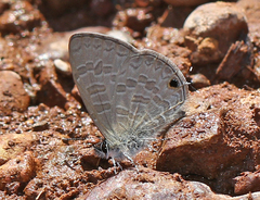 Prosotas nora ardates