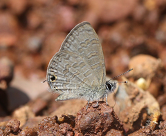 Prosotas nora ardates