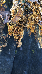 Stereum hirsutum