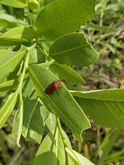 Mahanarva
