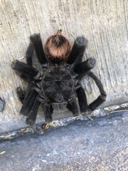 Tliltocatl epicureanus