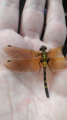 Leucorrhinia orientalis