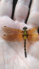 Leucorrhinia orientalis