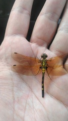 Leucorrhinia orientalis