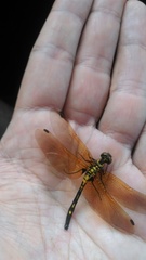 Leucorrhinia orientalis