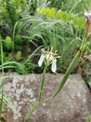 Moraea pubiflora