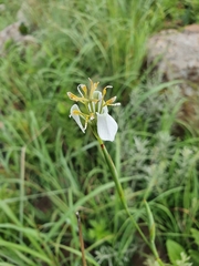 Moraea pubiflora