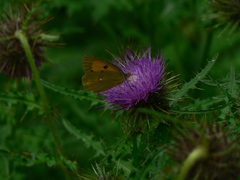 Colias fieldii