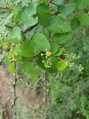 Helinus integrifolius