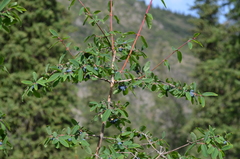 Lonicera stenantha