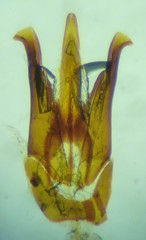 Hypoganus diversicolor