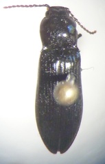 Hypoganus diversicolor