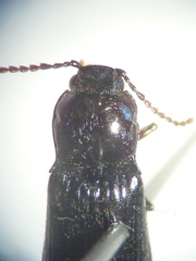 Hypoganus diversicolor