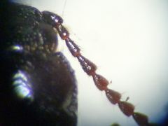 Hypoganus diversicolor