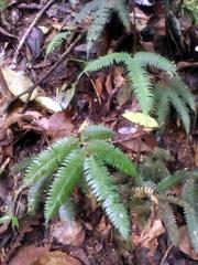 Adiantum tetraphyllum