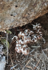 Aleuritopteris argentea