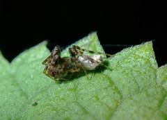 Cyclosa argenteoalba