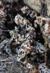 Aleuritopteris argentea