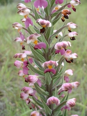 Brachycorythis pubescens