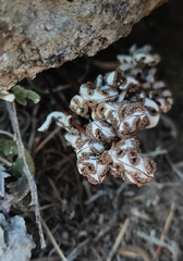 Aleuritopteris argentea