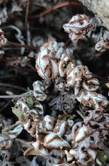 Aleuritopteris argentea