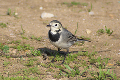 Motacilla alba