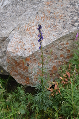 Aconitum soongaricum