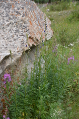 Aconitum soongaricum
