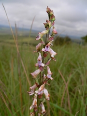 Disa aconitoides