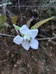 Rubus corchorifolius