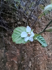 Rubus corchorifolius