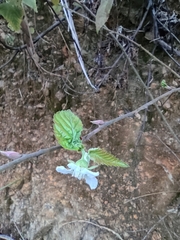 Rubus corchorifolius