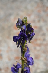 Aconitum soongaricum