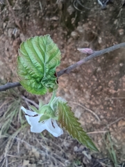 Rubus corchorifolius