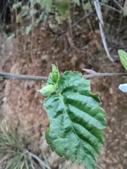Rubus corchorifolius