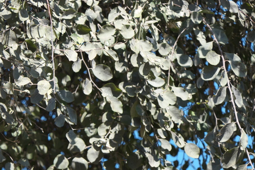 Capparis grandis (Capparis grandis)