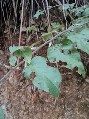 Rubus corchorifolius