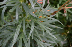 Aconitum soongaricum